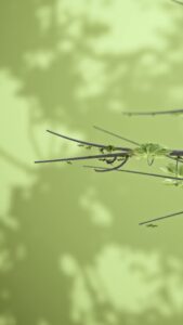 Tree Start Animation