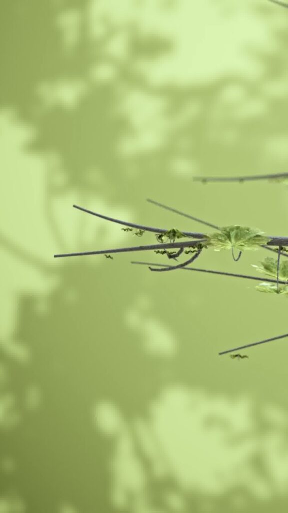 Tree Start Animation